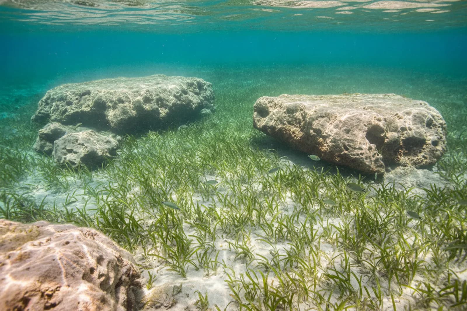 Acqua turchese limpida su sabbia chiara, erba marina e rocce calcaree lungo la costa di Paphos, illuminata dal sole dall’alto